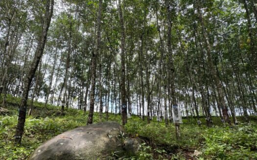 35.5-Acre Land for Sale in Ratnapura